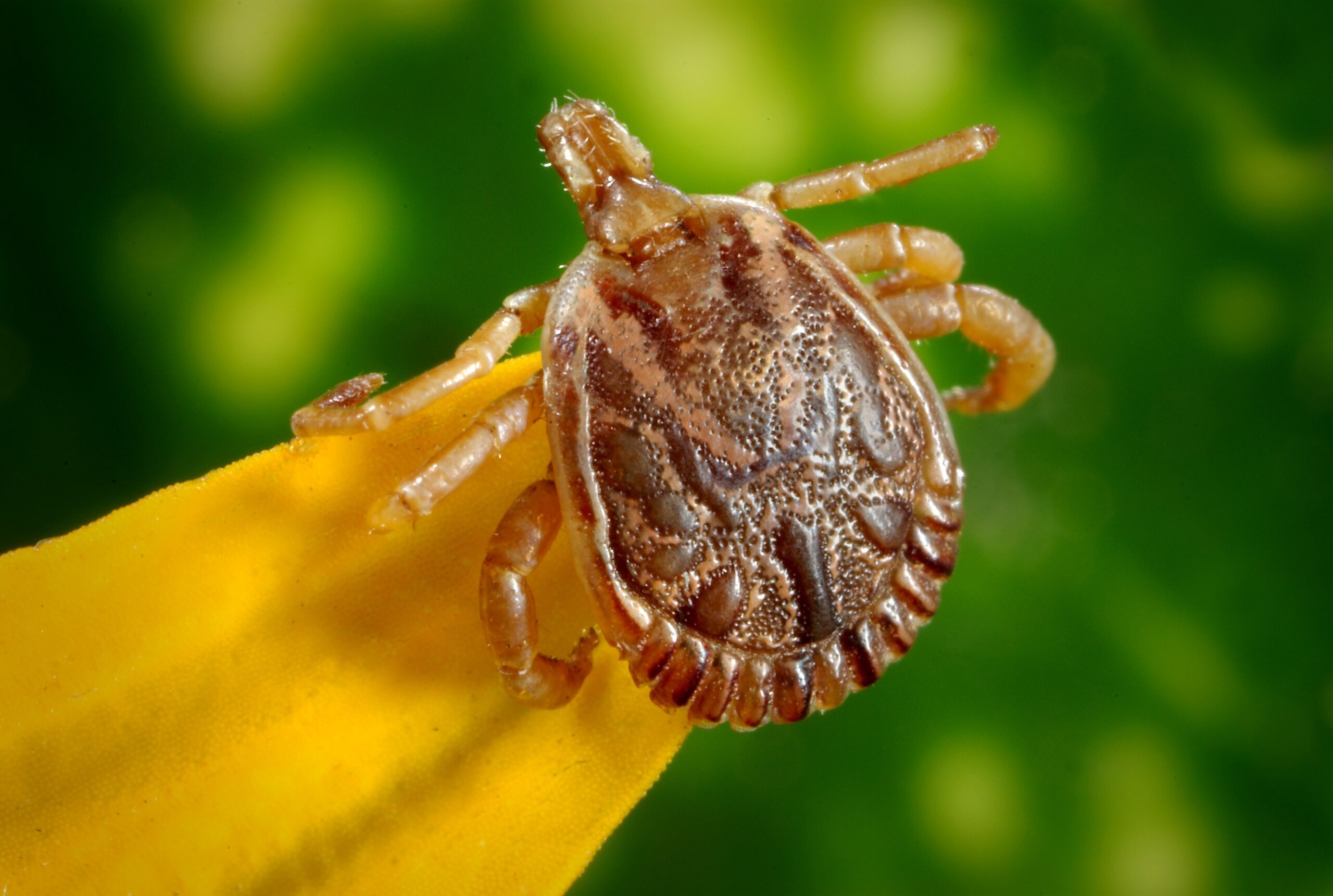 tick, carraça, desparasitação, clinica veterinaria de celeiros